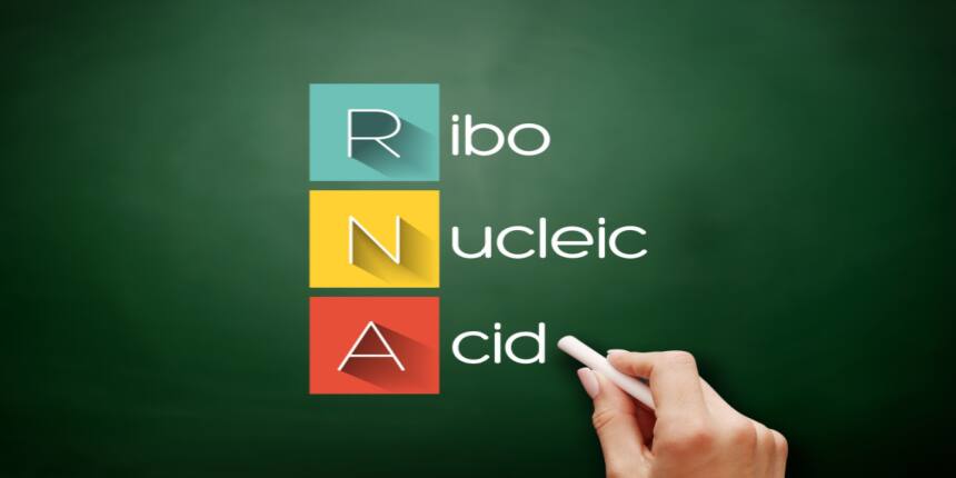 RNA Full Form - What is the full form of RNA?