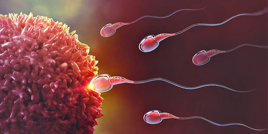 NCERT Solutions for Class 12 Biology Chapter 3 Human Reproduction