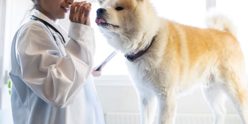 Veterinary Courses After 12th Without NEET Eligibility Duration Top Veterinary Courses After 12th Without NEET Eligibility Duration Top