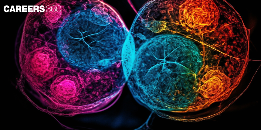 Cell Cycle: Definition, Phases, Examples, Diagram, Functions, structure