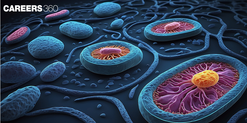 Cell Division: Definition, Stages, Diagram, Phases and FAQ