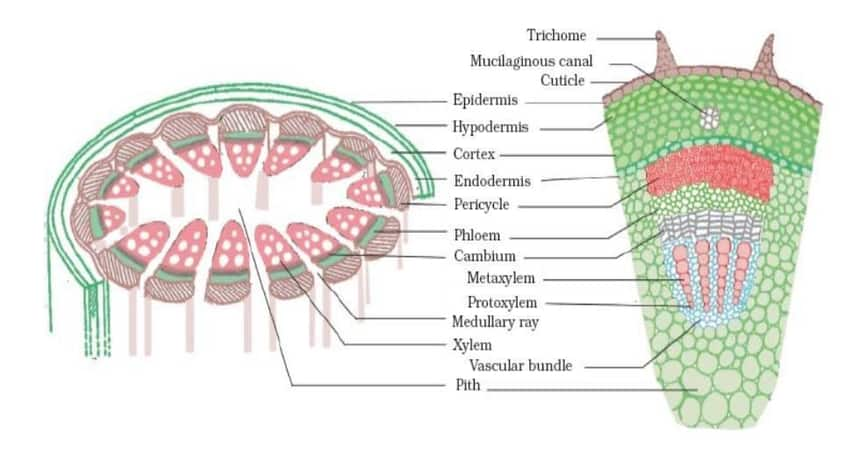 Tissues Class 9th Notes - Free NCERT Class 9th Science Chapter 6