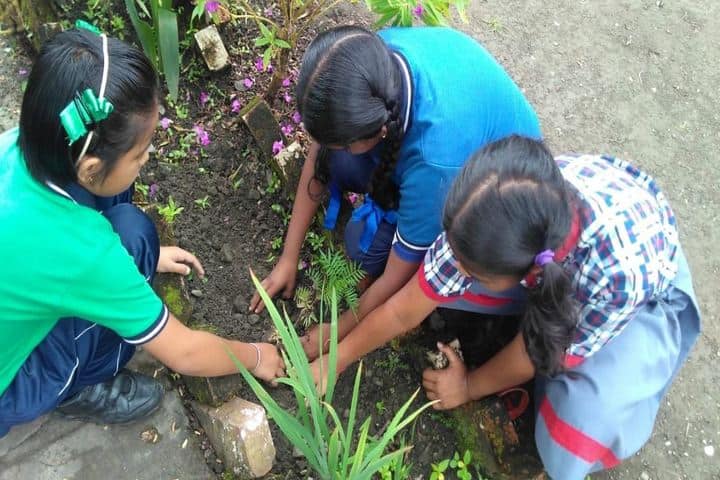 Kendriya VidyalayaPlantation