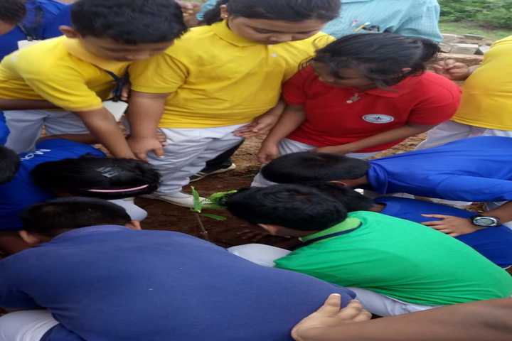 Mount Litera Zee School-Tree-Plantation