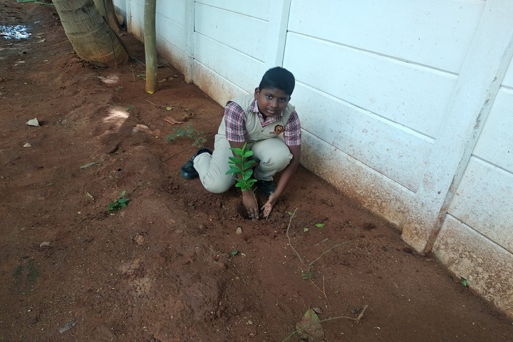 Stansford International Higher Secondary School-Tree Plantation