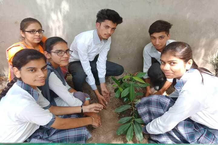 City Heart School-Tree Plant