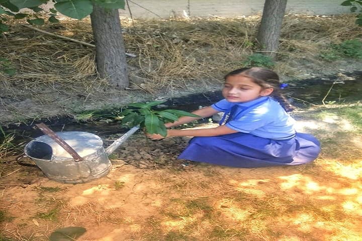Howard Lane Senior School-Plantation