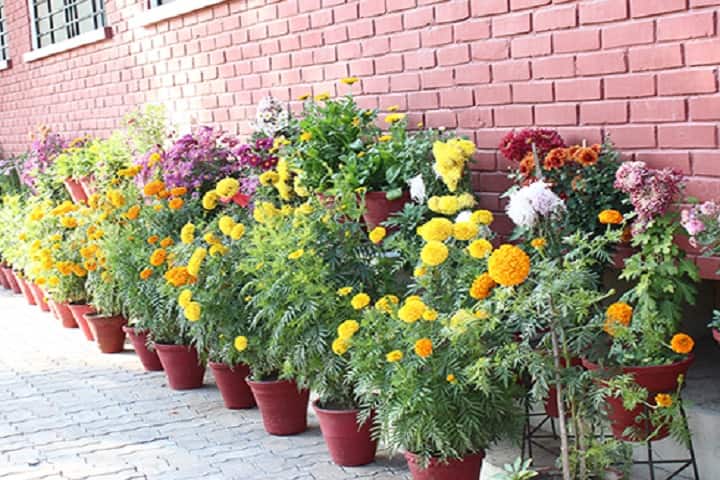St Josephs Convent Secondary School-Garden