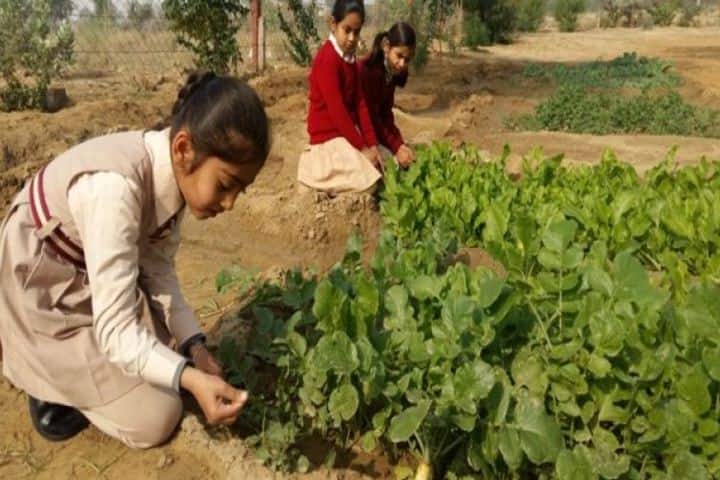 Lakshmipat Singhania Academy-Vegetable Garden