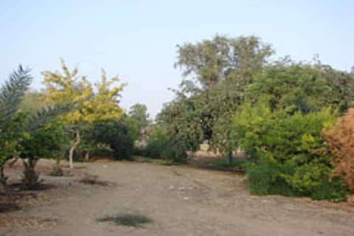Sesomu School-School Orchard
