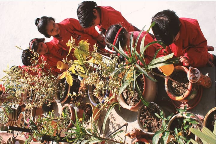 Babu Bodh Raj Convent School-Plantation