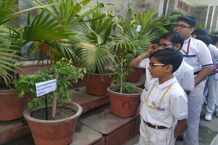 Ch Chhabil Dass Public School-Tree Plantation