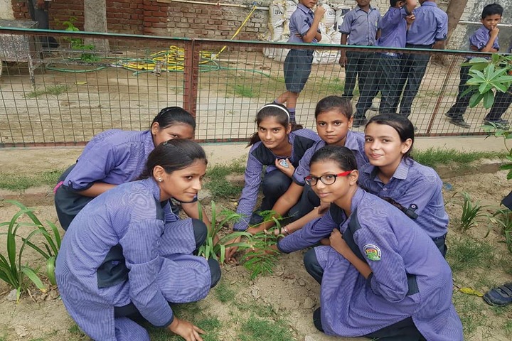 G D Pubic School-Tree Plantation