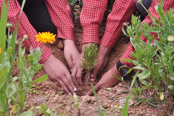Holy Wisdom School-Tree Plantation