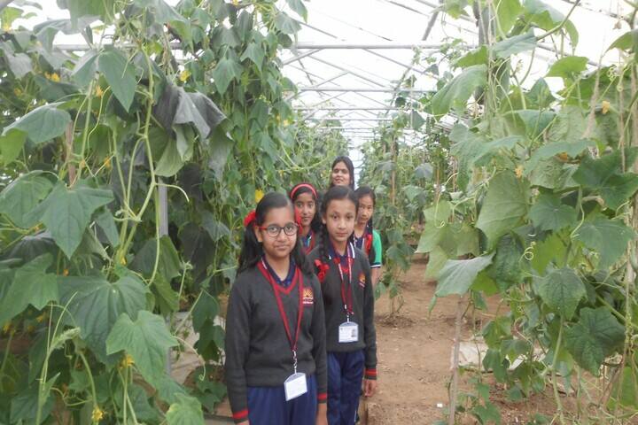 Kendriya Vidyalaya-Farm