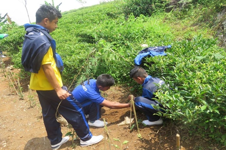 Godwin Modern School-Tree Plantation