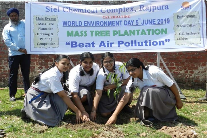 Holy Angels School - Tree Planting