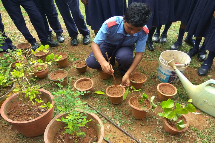 Little Angels School-Tree Plant