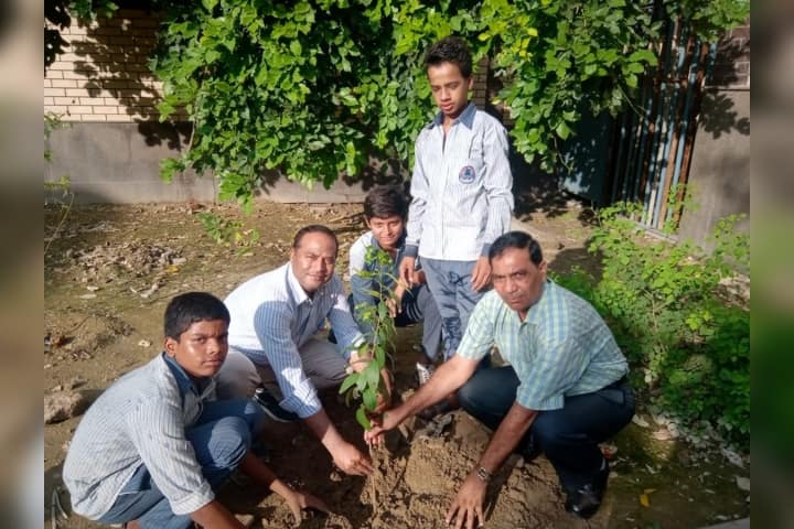 Tree Plantation