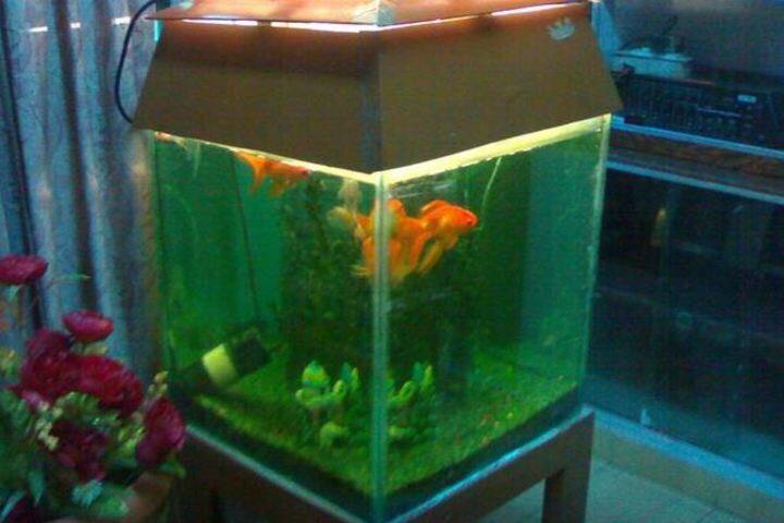 Kendriya Vidyalaya No 1-Aquarium