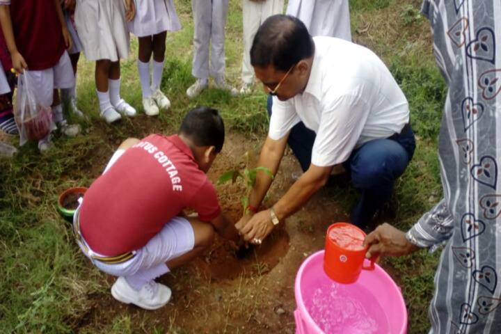 Dav Public School-Tree-Plantation