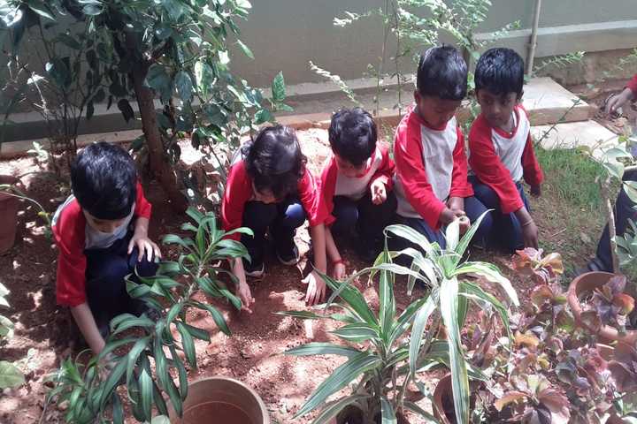 Frank Public School-Plants Day