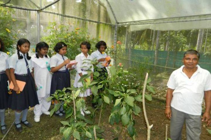 Jawahar Navodaya Vidyalaya-Plantation